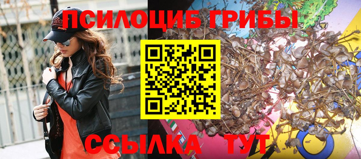 Чита  Псилоцибиновые грибы Psilocybe  Вход с VPN  Псилоцибиновые грибы Psilocybe 